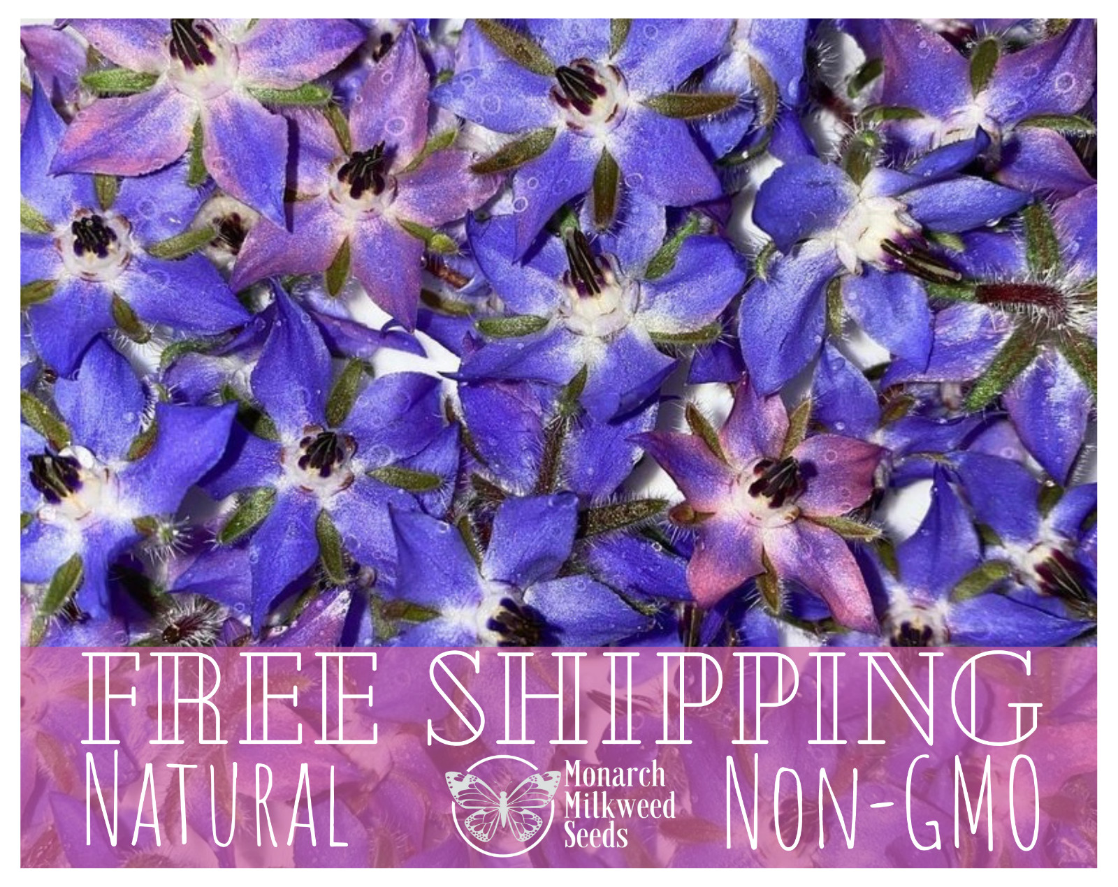 300+ Borage Seeds | Flower Gardening for Pollinator Bees & Butterflies