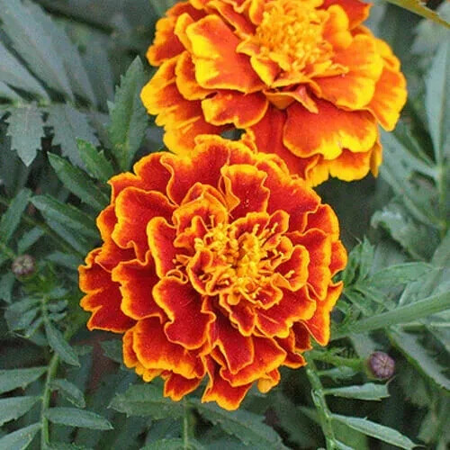 French Marigold Sparky Mix, Beautiful Colors, Garden Pest Deterrent, FREE SHIP