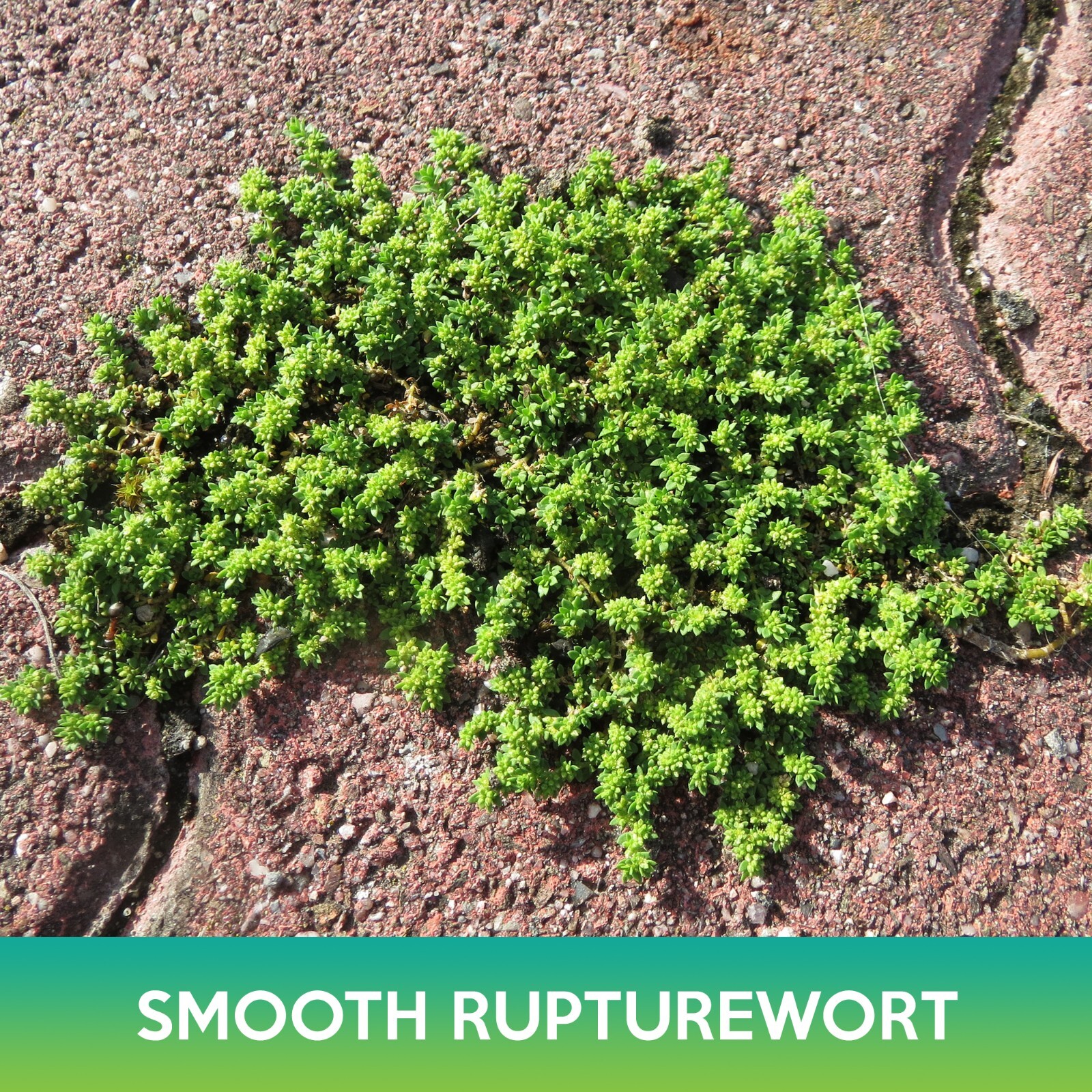 Smooth Rupturewort Groundcover Seeds, Green Carpet, Herniaria Glabra