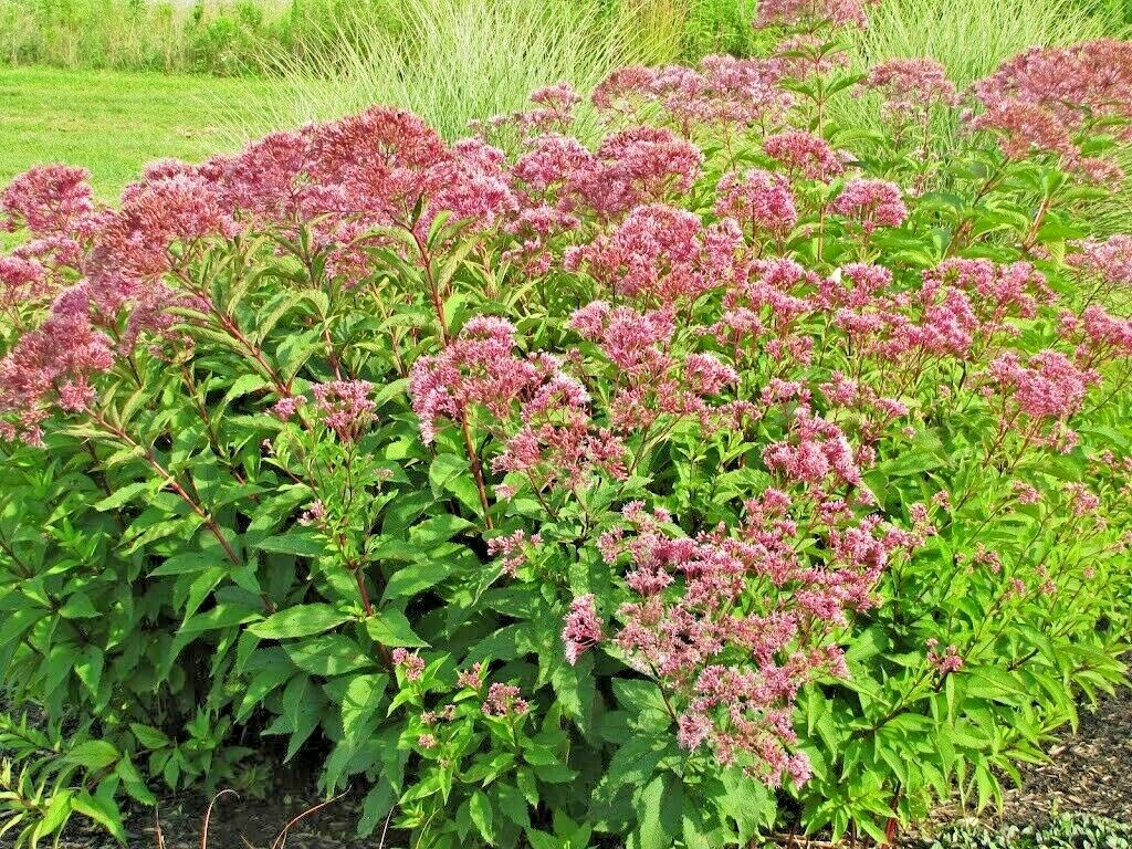 201+JOE PYE WEED Seeds Native Wildflower Vanilla Summer Flower Garden Heat Cold