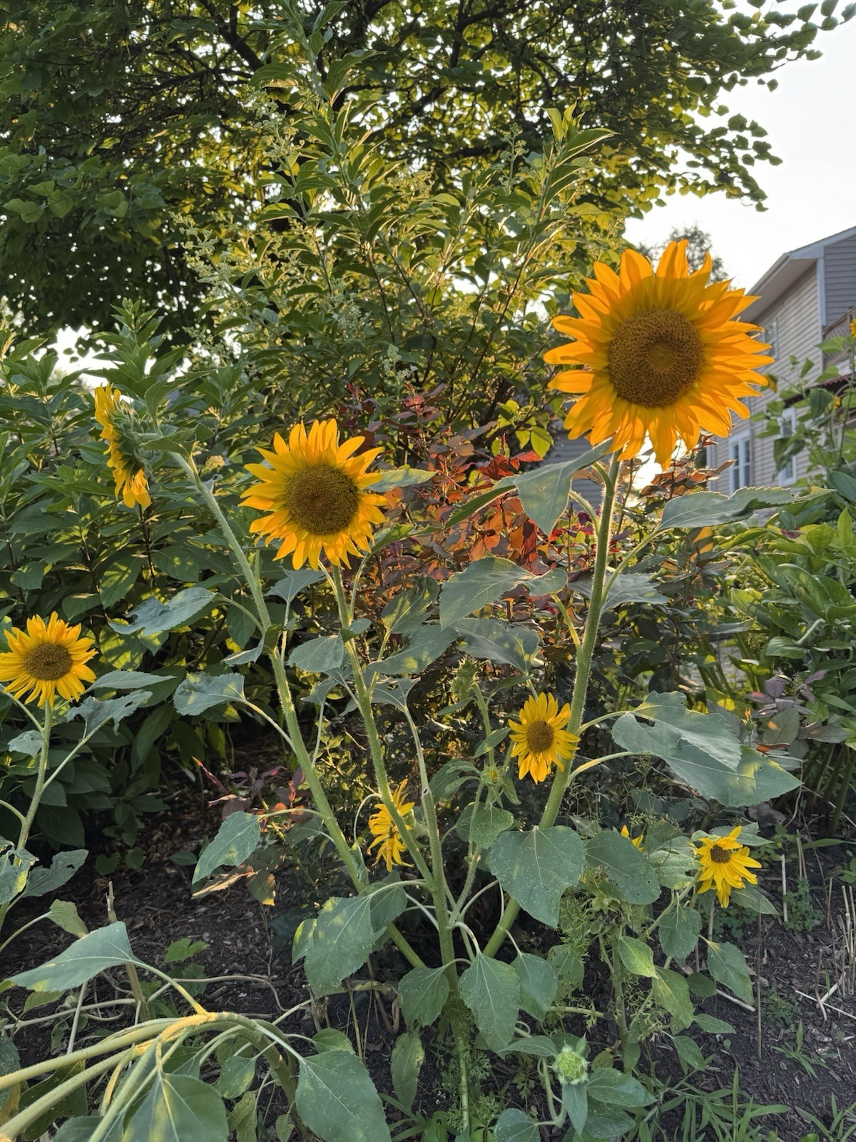 Dwarf Sunspot Sunflower Seeds, Compact, Helianthus annuus (20 Seeds)