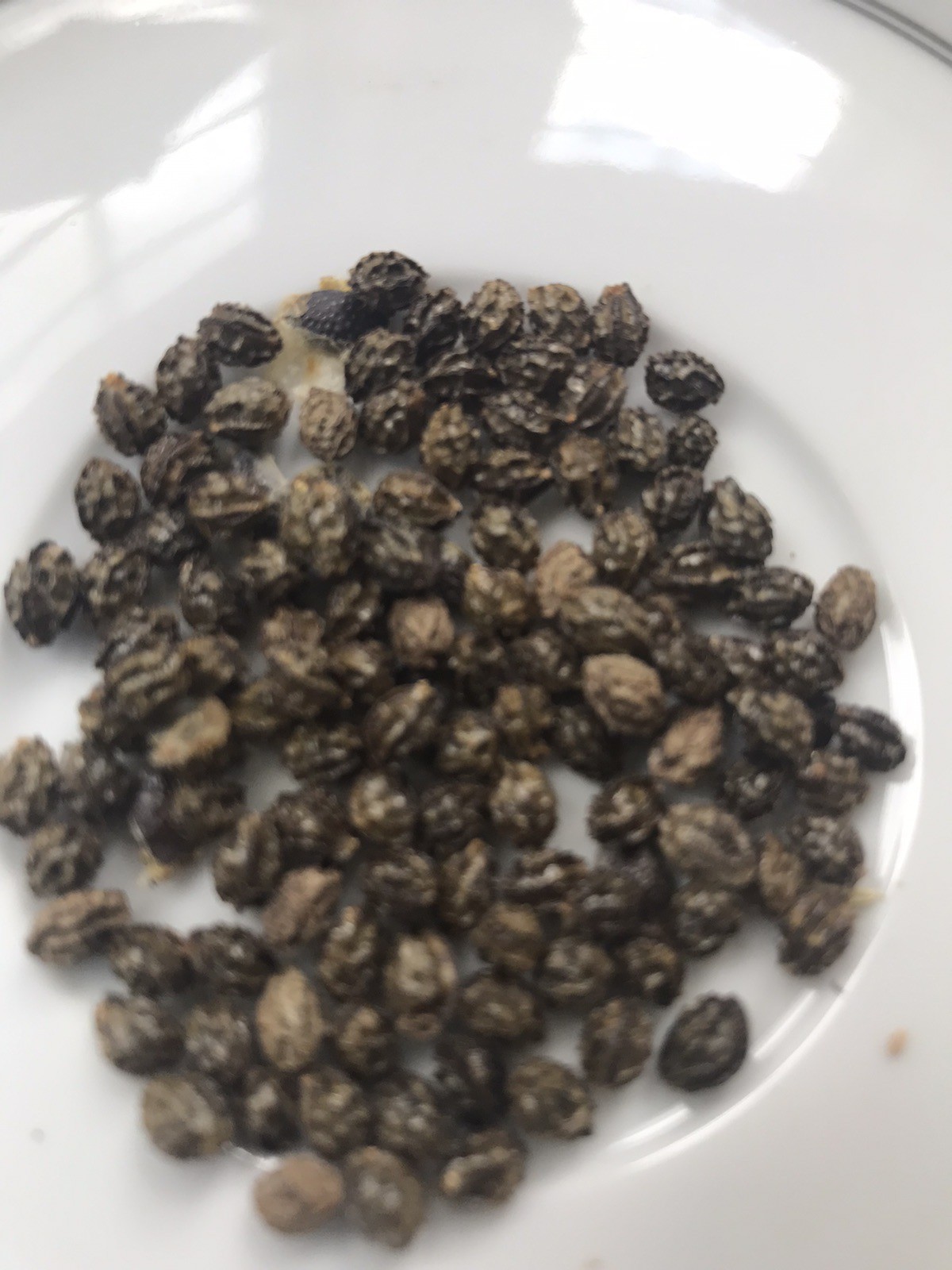 Hawaiian Solo Sunrise Strawberry Papaya 50 seeds