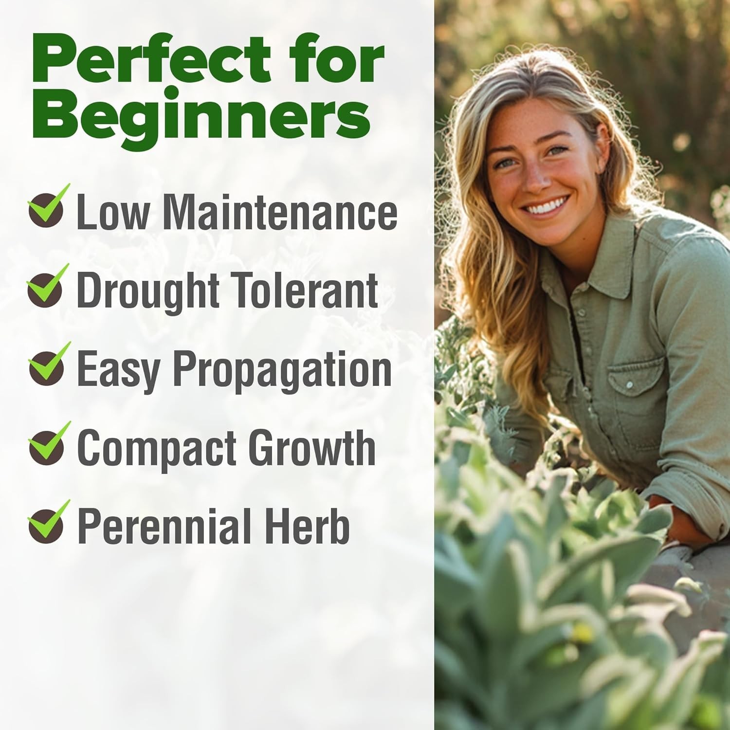 Non-GMO Heirloom White Sage Seeds (323 Pack) – Garden Gift for All Skill Levels