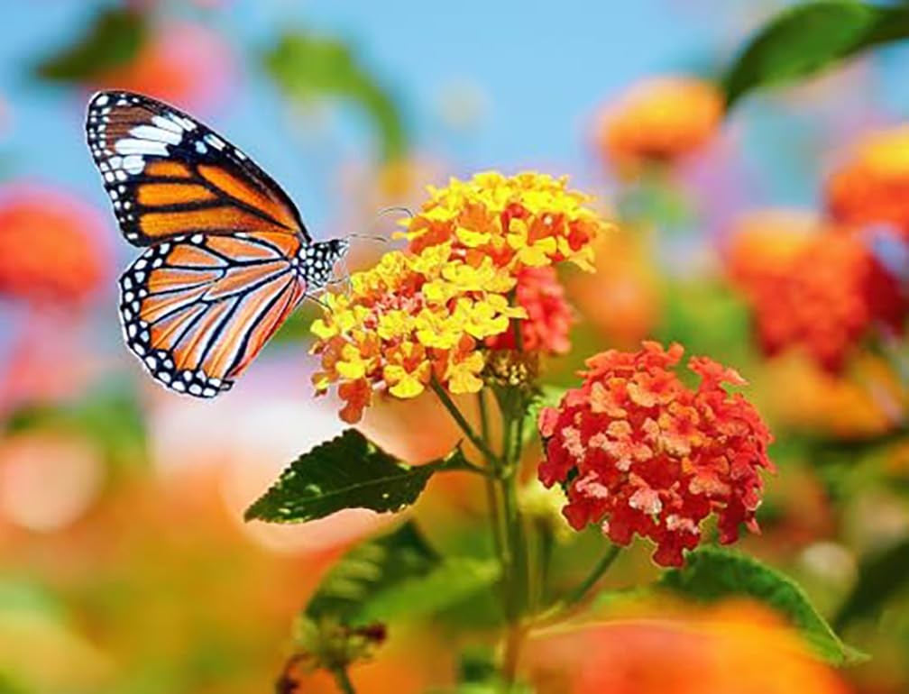 Blood Flower Milkweed Seeds – Food and Host Plant for Monarch Butterflies…