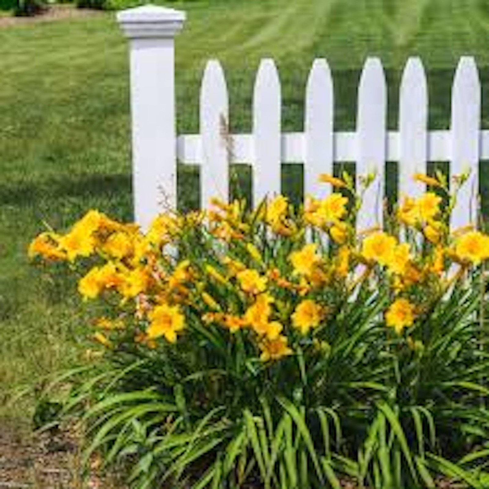 3 Stella de Oro Daylily Hemerocallis Golden Yellow Daylily Bare root
