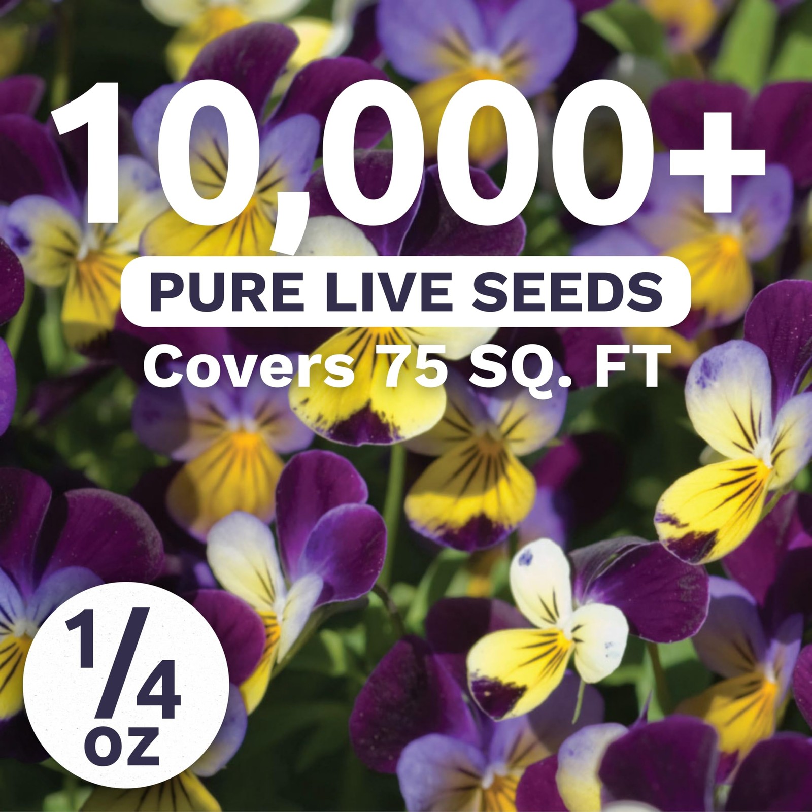 Johnny Jump Up Viola Seeds 1/4 Ounce 10000 Planting Garden Flower