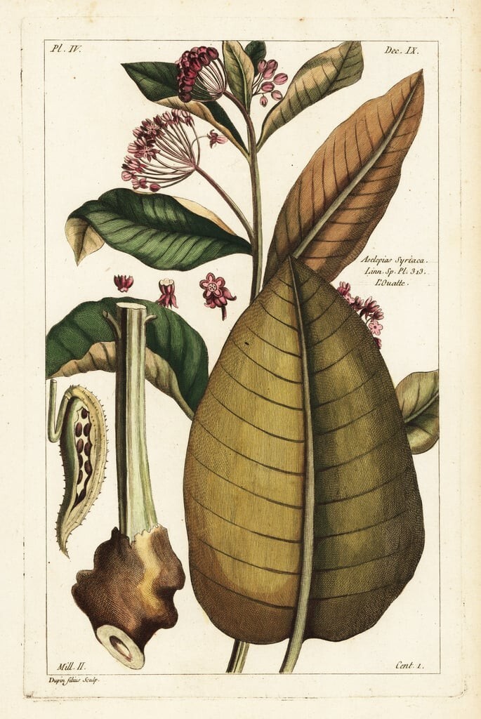 Common Milkweed Seeds, Asclepias syriaca -Farm Heirloom Seed, Natural No Chems!