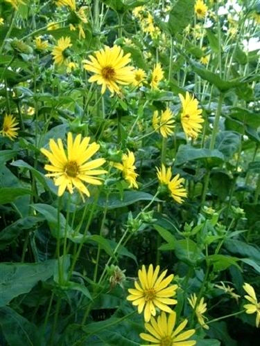 10 Yellow COMPASS PLANT Silphium Laciniatum Prairie Compassplant 4″ Flower Seeds