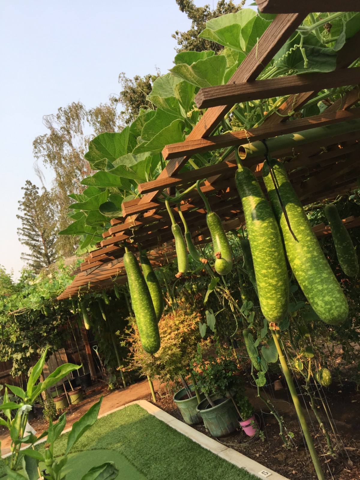 Bottle Gourd Long Green Bangladeshi Deshi Lau Seeds, 12 seeds . Fresno Ca grown.