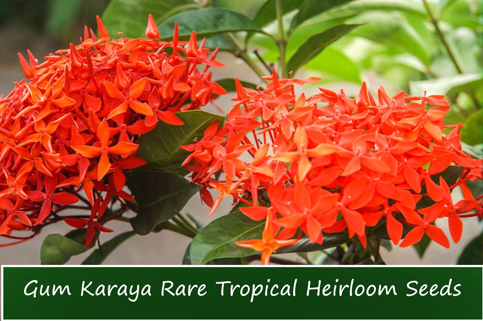 Tropical Seeds-Gum karaya -20 Seeds -Rauvolfia serpentina