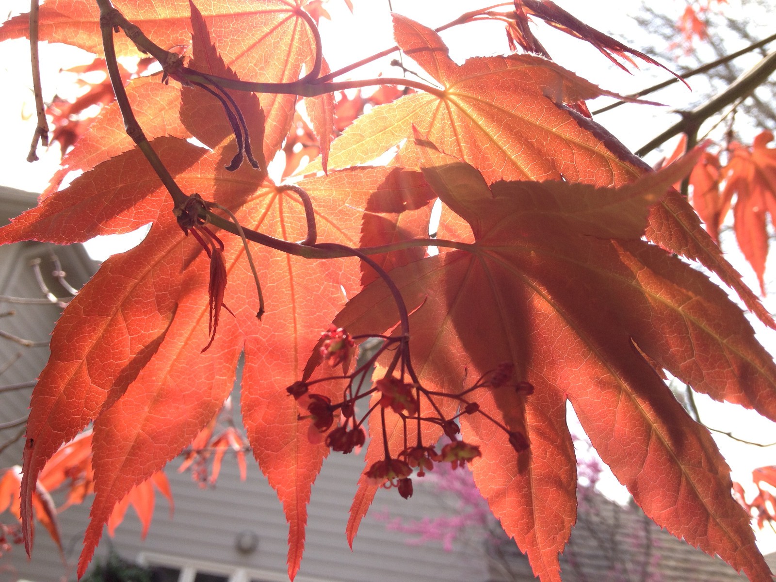Japanese Maple seeds: Free shipping