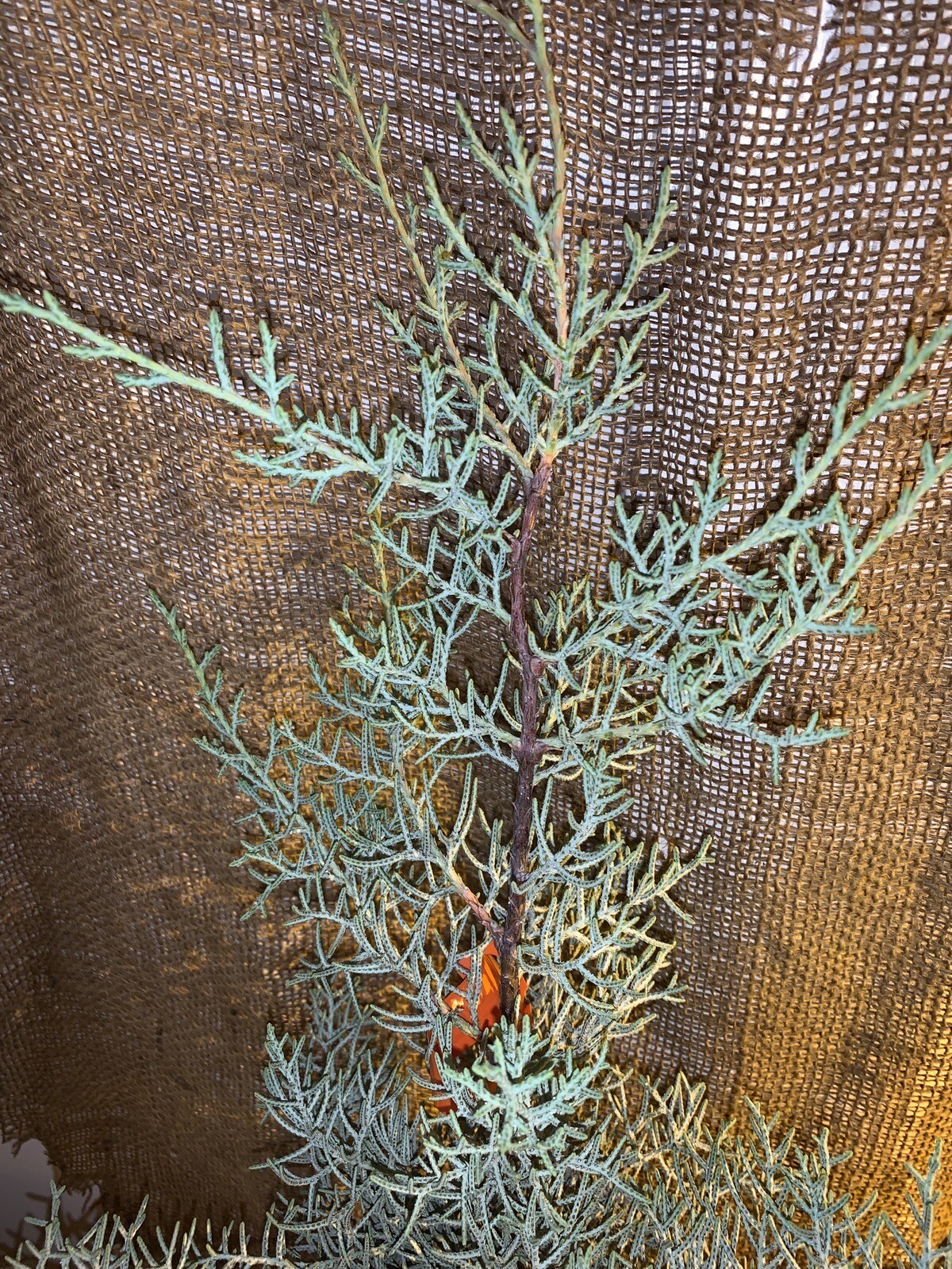 Silver Smoke Arizona Cypress – 1 Gallon Pot size 16-22 inches tall