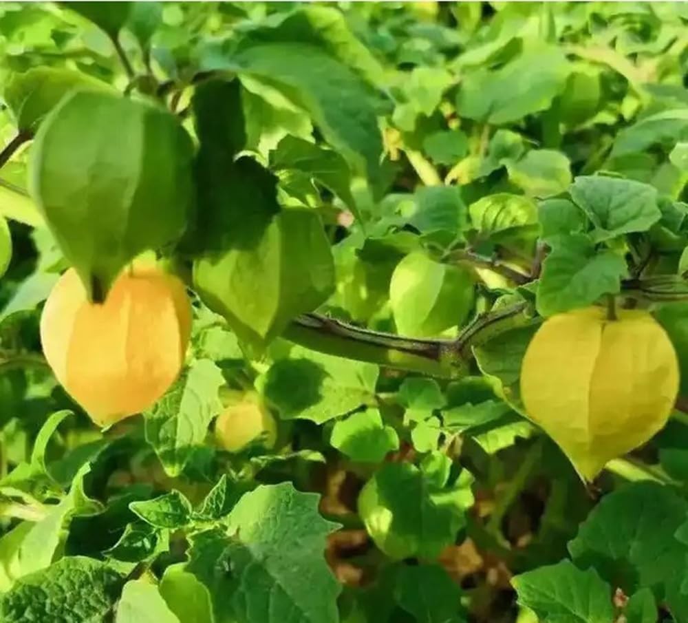 100PCS Cape Gooseberry Seeds Rare Fruit Spring Ground Cherry-Heirloom Seeds