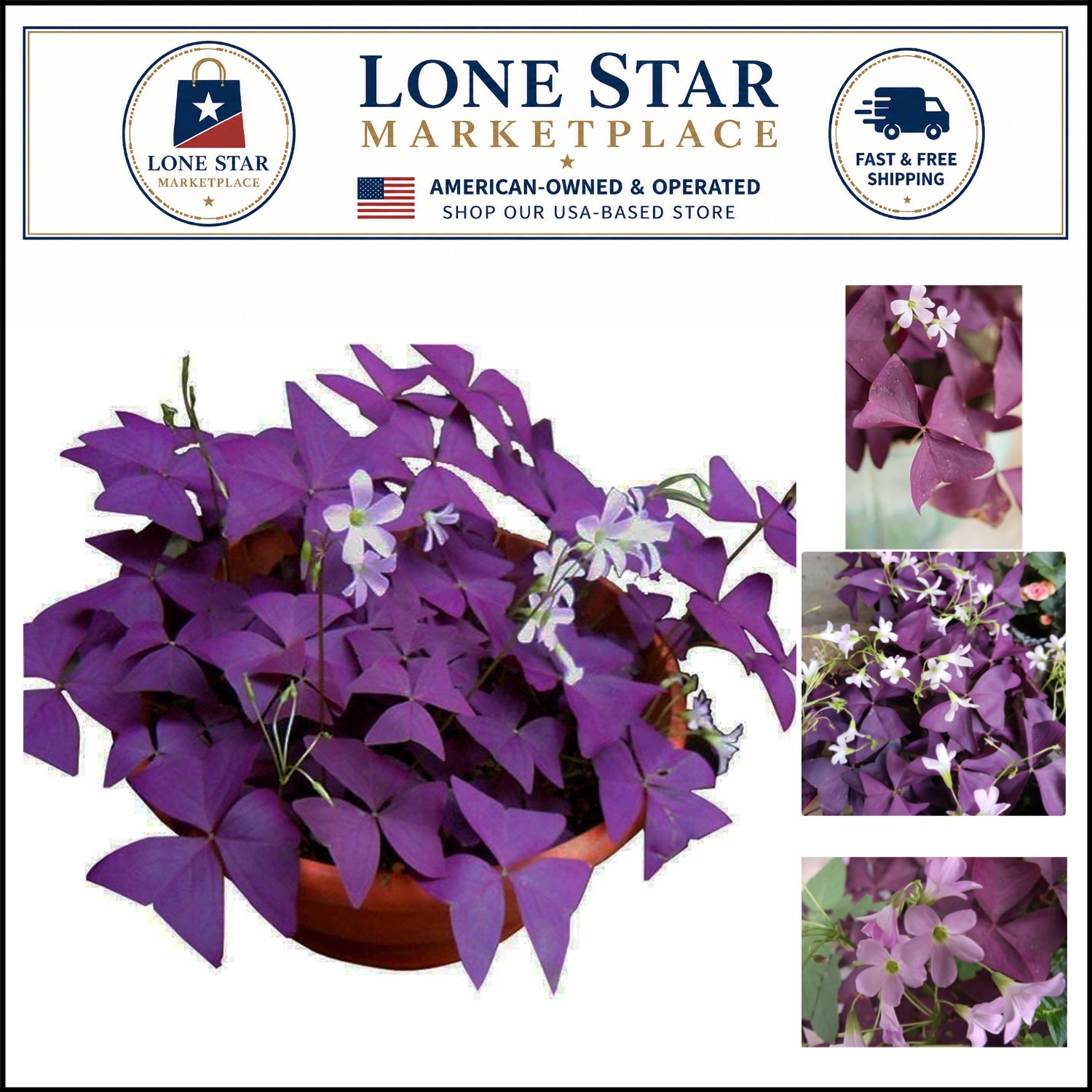 12 Pack of Purple Shamrocks Bulbs – Vibrant Oxalis Triangularis for Every Garden