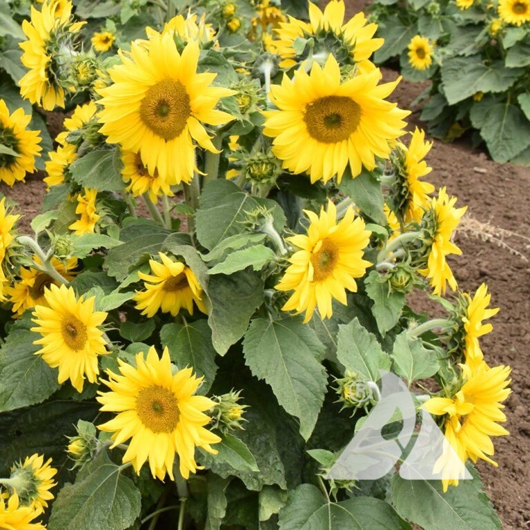 Sunflower Carousel Seeds – 50 Seeds Per Packet, Non-GMO
