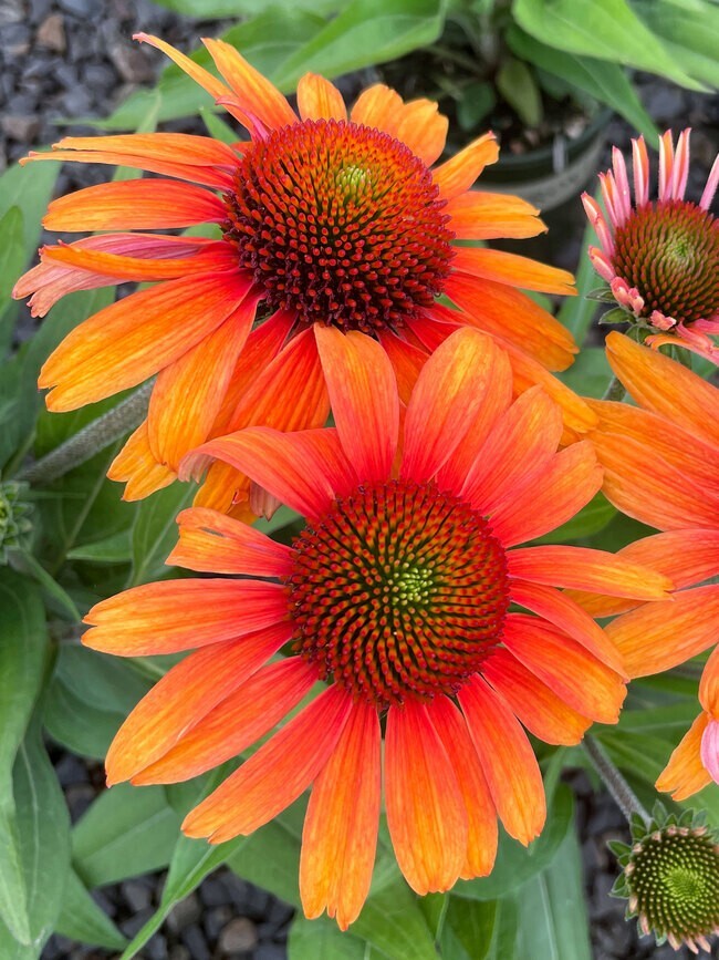 200+ Sunburst Coneflower Daisy Seeds for Garden Planting – USA – FAST SHIPPING!