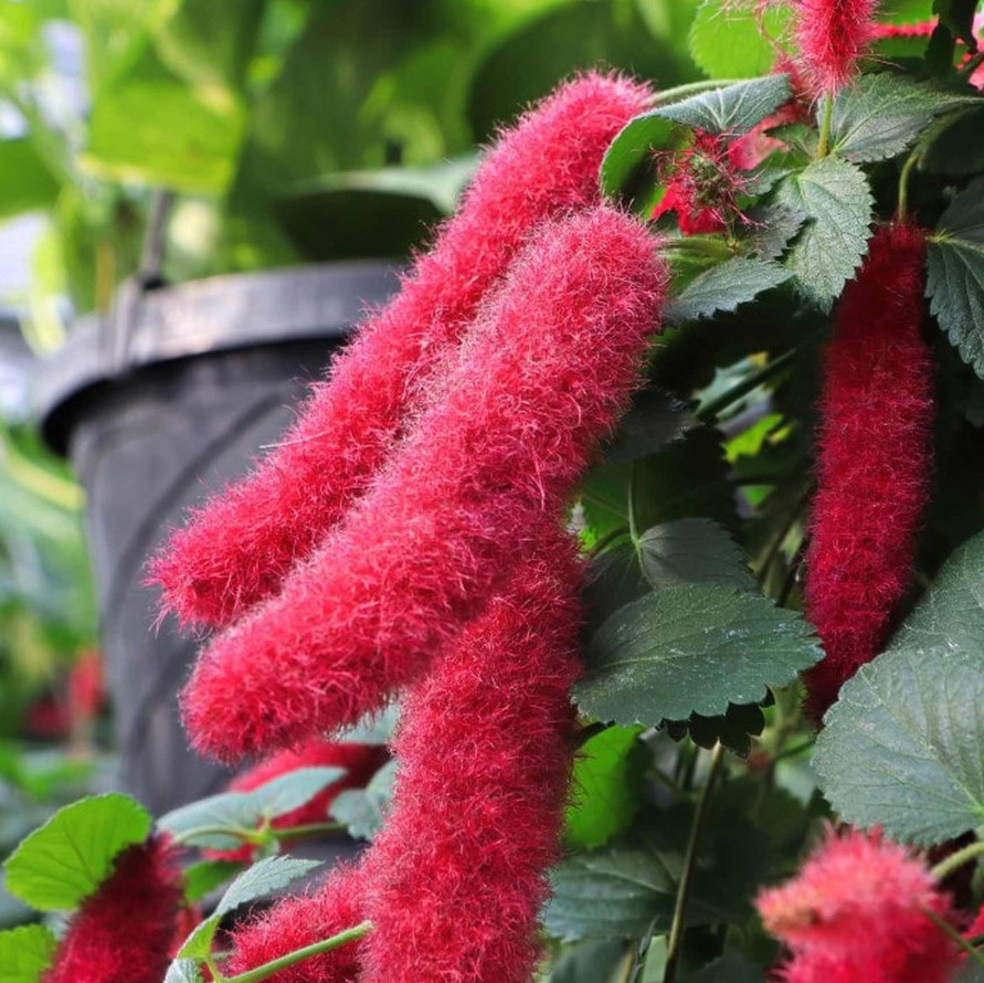 Set 2 Chenille Firetail Plant – 3-6″ Tall – Tropical Ornamental Plant for Hangin