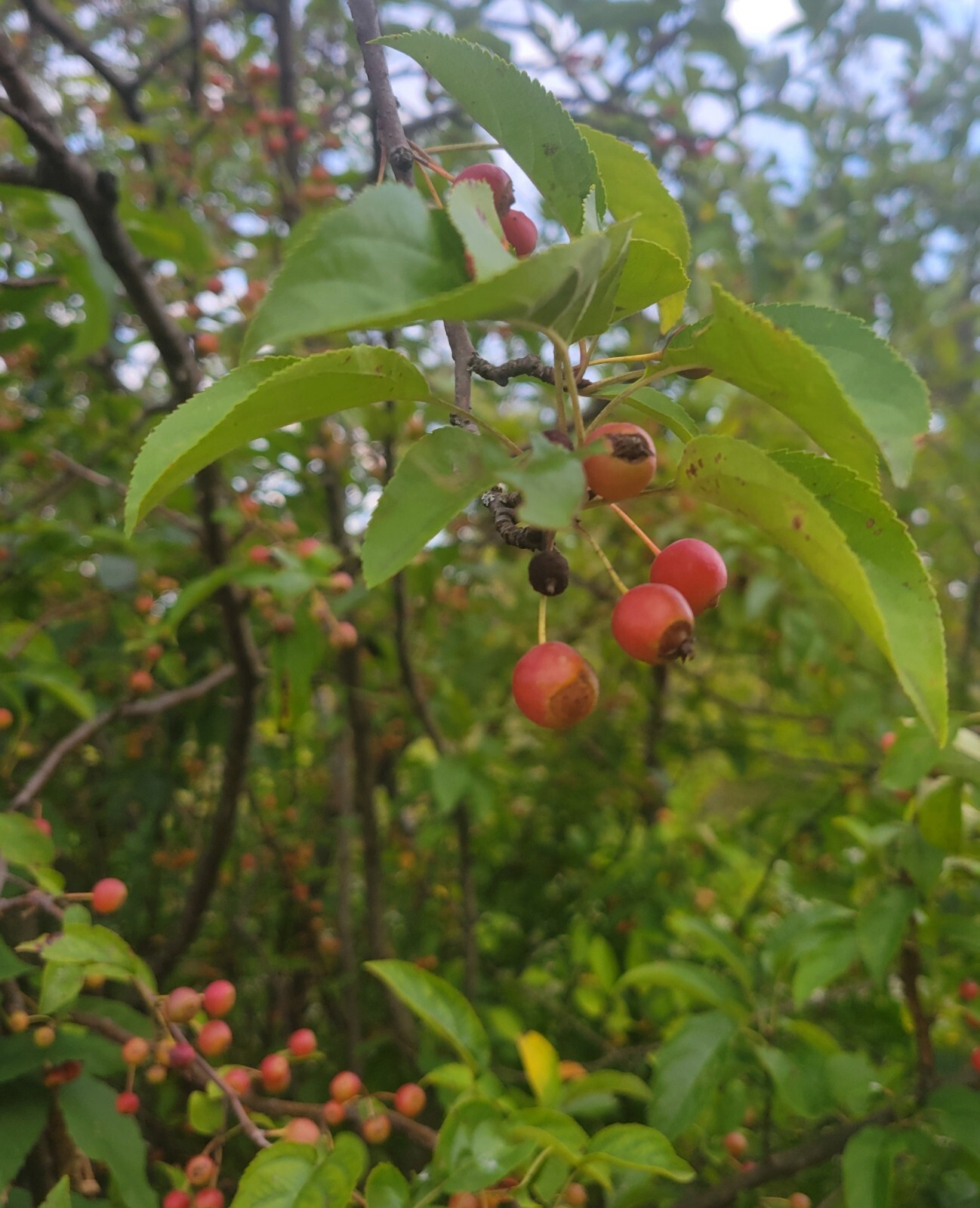 15+ Siberian Crab Apple Tree Seeds, Malus Baccata | Edible, Bonsai, Wildlife USA