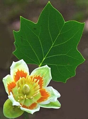 25 Tulip Poplar Seeds for Planting – Stunning Tulip Shaped Flowers – Fast Growin