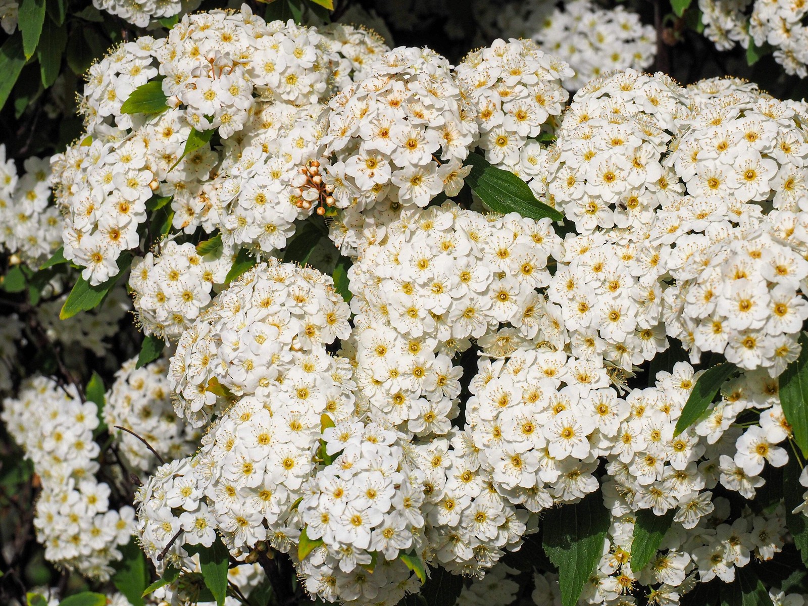 50 White CHINESE SPIREA Spiraea Chinensis Flower Bush Shrub Seeds
