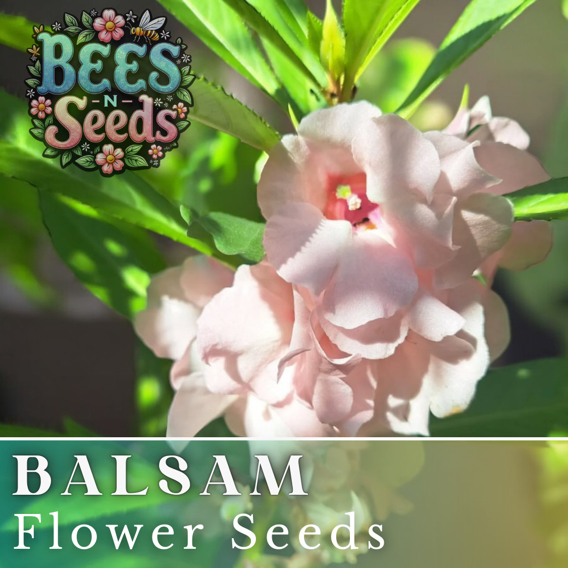 Balsam Seeds 75 Seeds Flower Seeds, Impatiens, Balsamina, Garden Patio Container