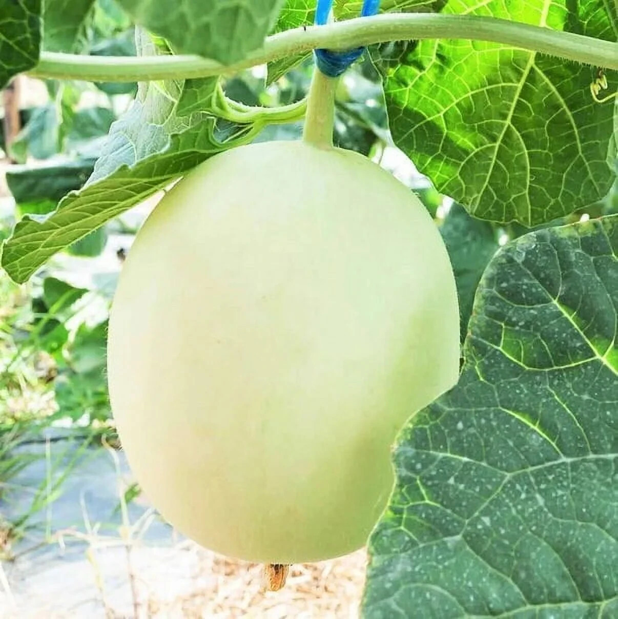 30+ Honeydew Green Melon Seeds 30+Heirloom Melon Seeds Fresh NON-GMO #90