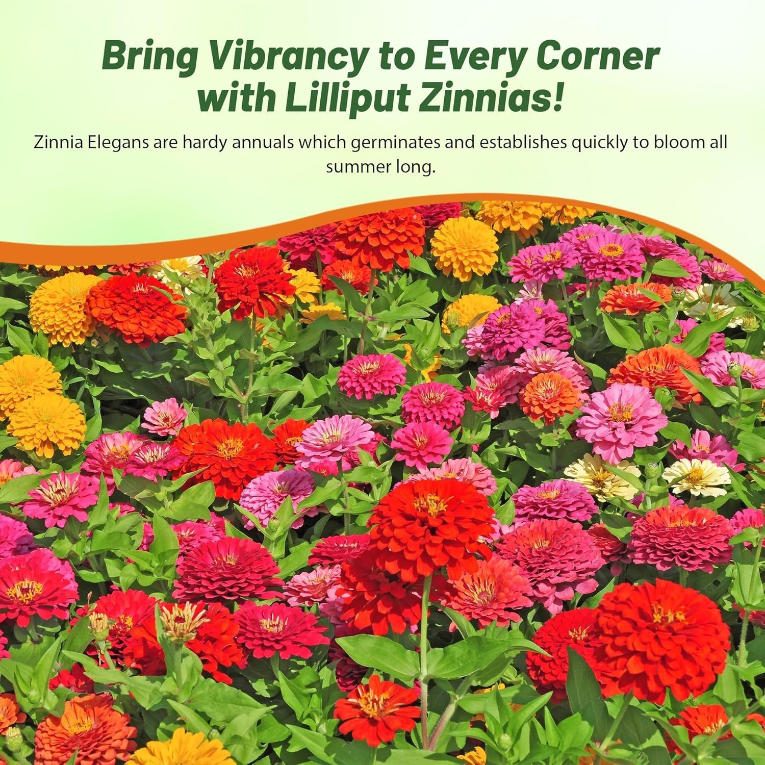 Hardy Annual Zinnia Seeds – 1000 Pcs Lilliput Mix for Stunning Outdoor Displays