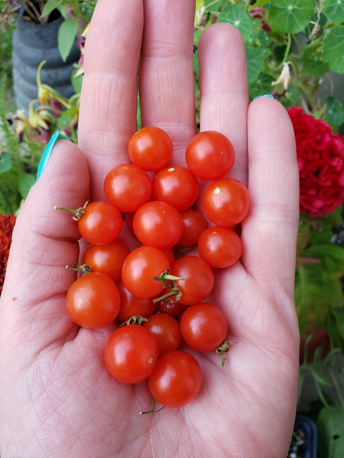 Hundreds and Thousands Micro Dwarf Tomato Seeds 20 Count
