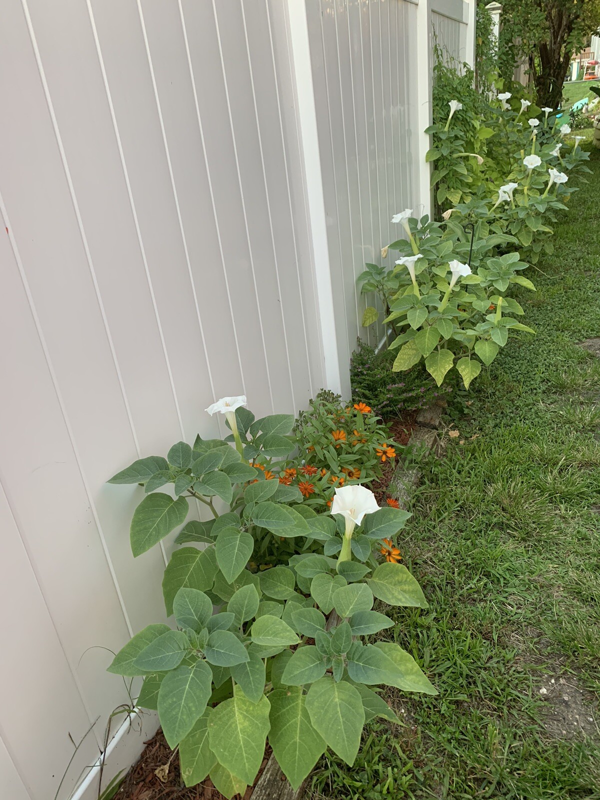 (400 SEEDS) White Moon Flower Angel’s Trumpet Day&Night Bloom Datura. 2023Seeds