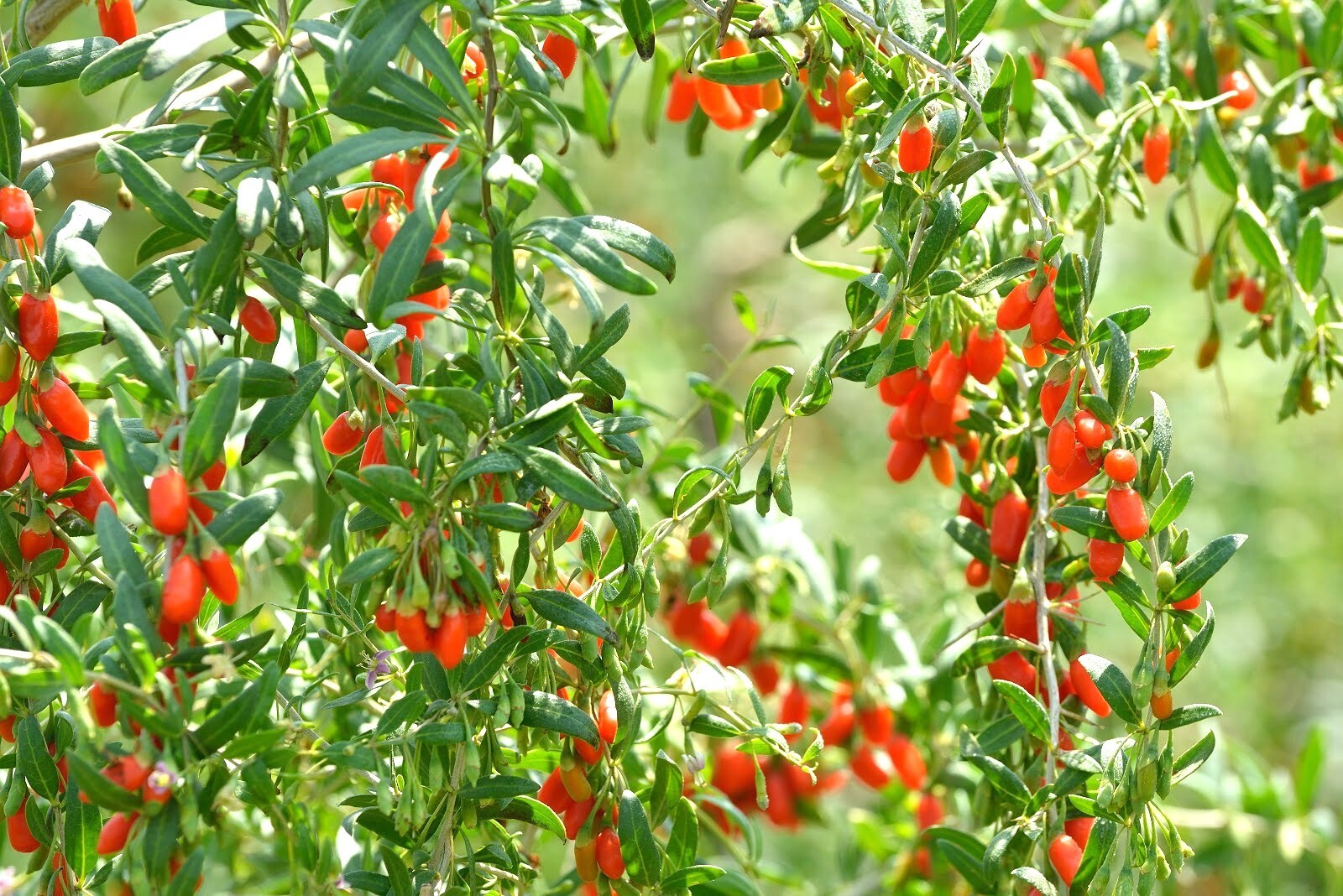 Lycium Barbarum .5 (Half) Gram of Seeds, Goji Berry Wolfberry Fruit Vining Shrub