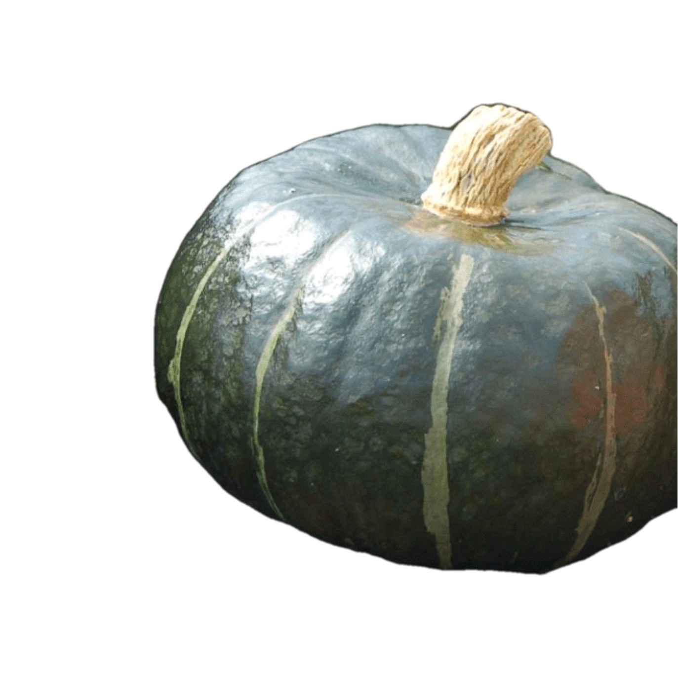 Organic Non Gmo Burgess Buttercup Squash Seeds 25ct