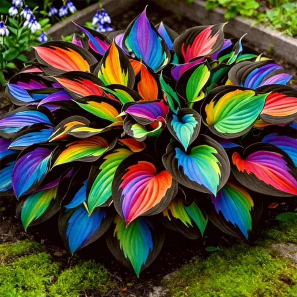 220+ Mixed Color Hosta Seeds for Planting – Hostas Seeds Rare Perennial Flower