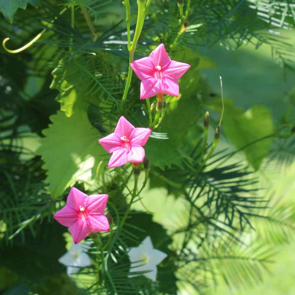 100 Seeds Cypress Vine Seed – Ipomoea Pennata Rose Flower Seeds