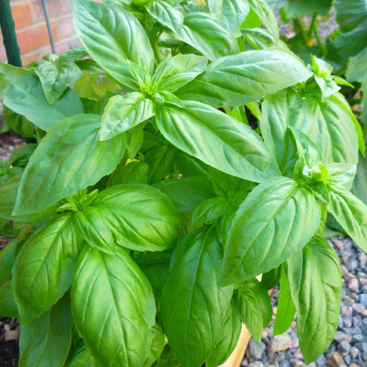 200 SWEET BASIL SEEDS ~ 2026 ~ heirloomseedguy ~ USA