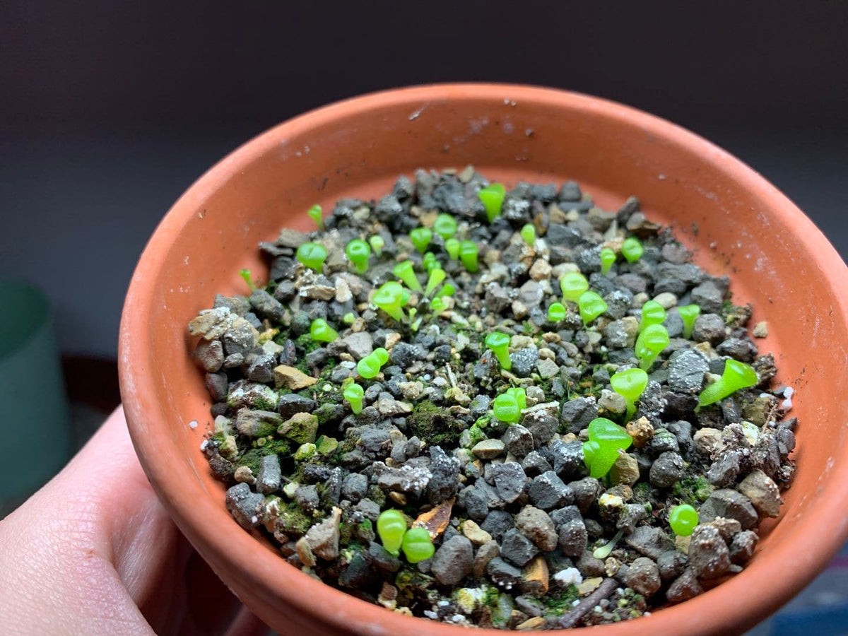 Lithops Olivacea 8 Seeds Free Shipping!