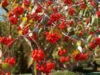 Crataegus phaenopyrum WASHINGTON HAWTHORN Tree Seeds!