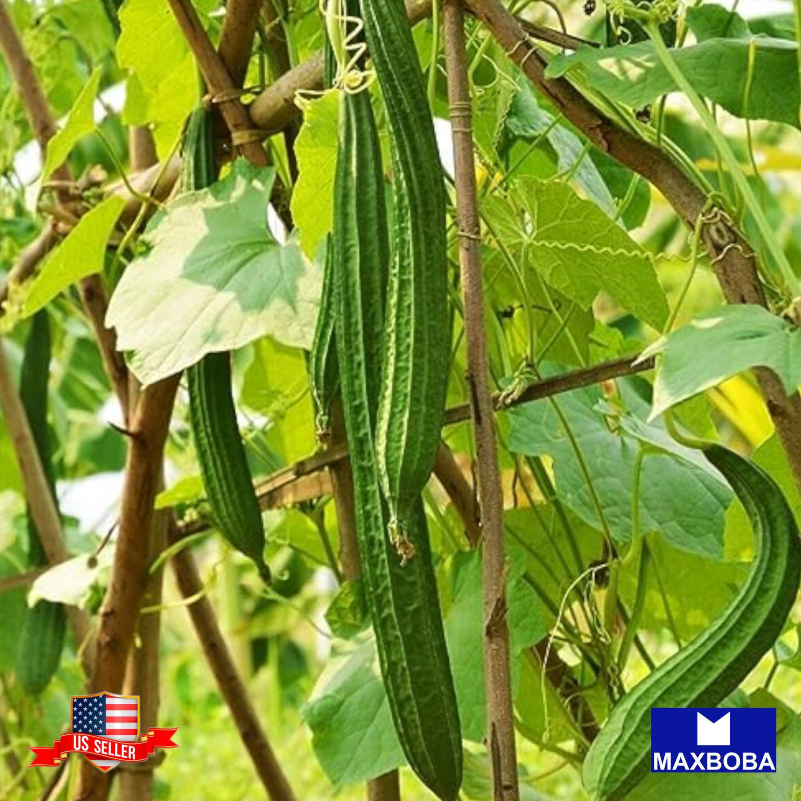 Gourd Fresh Seeds Chinese Okra (Treated) Non-GMO Heirloom Vegetable
