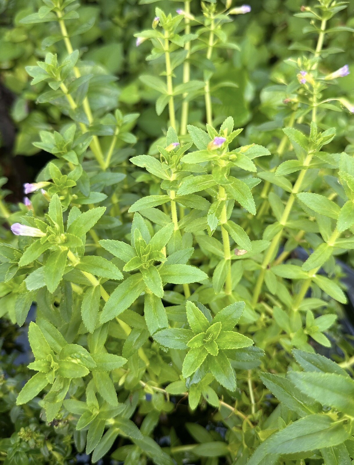 15 Live Rice paddy herb Limnophila aromatica 8-10 inch (rau ngò ôm ) 15 Plants
