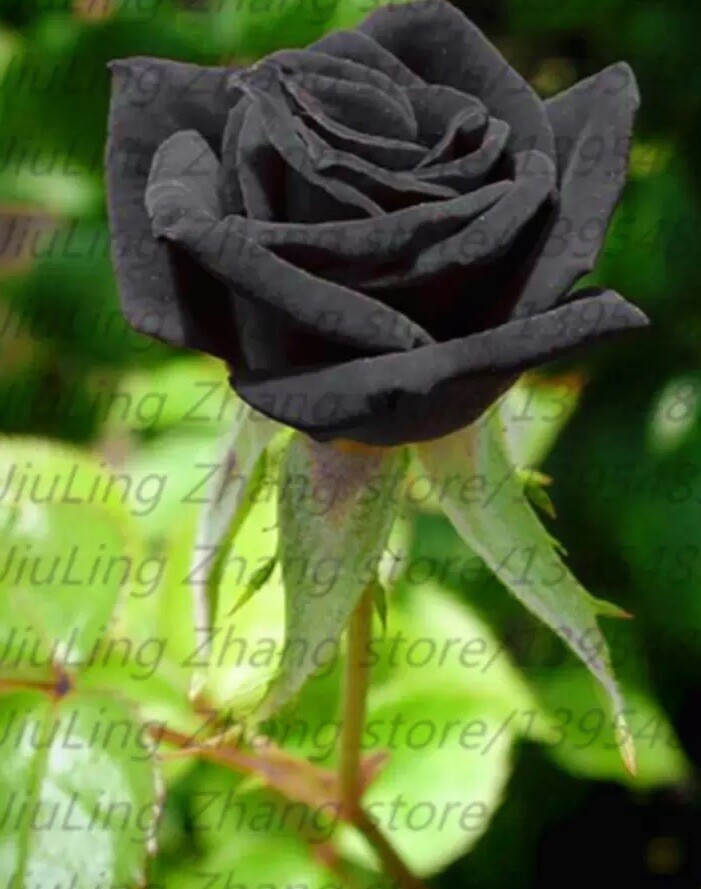 25 PACK BLACK ROSE SEEDS for germination garden growing flower bed plant bush