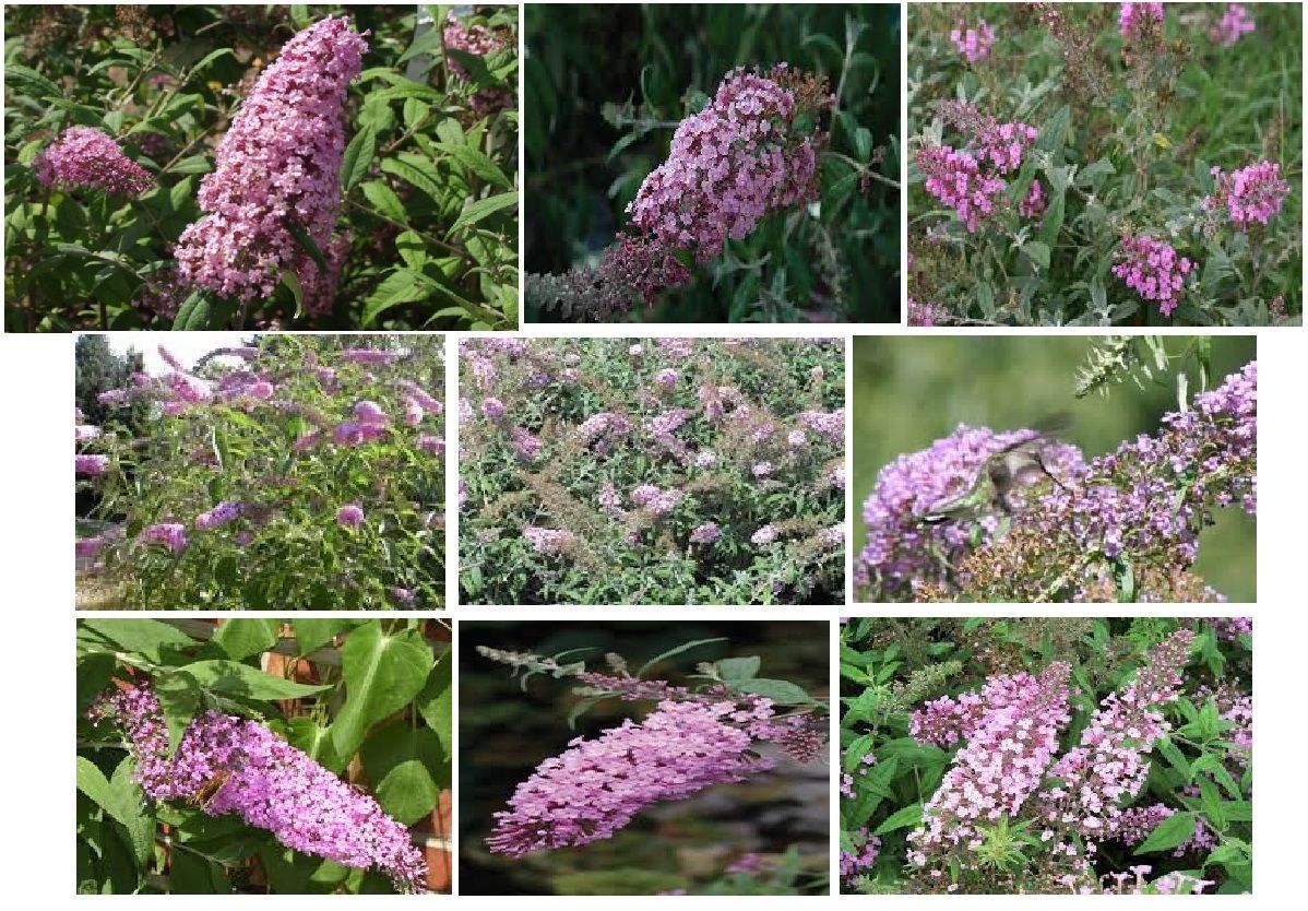 100 Seeds of Pink Delight Butterfly Bush Budhelia Shrub Flowering Tree USA Sell