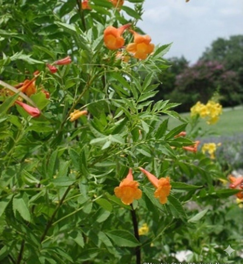 Tecoma stans Jubilee Orange Bells 10 seeds