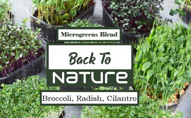 Broccoli, Radish, Cilantro Microgreen Seed Blend – Organic – Non Gmo – Heirloom