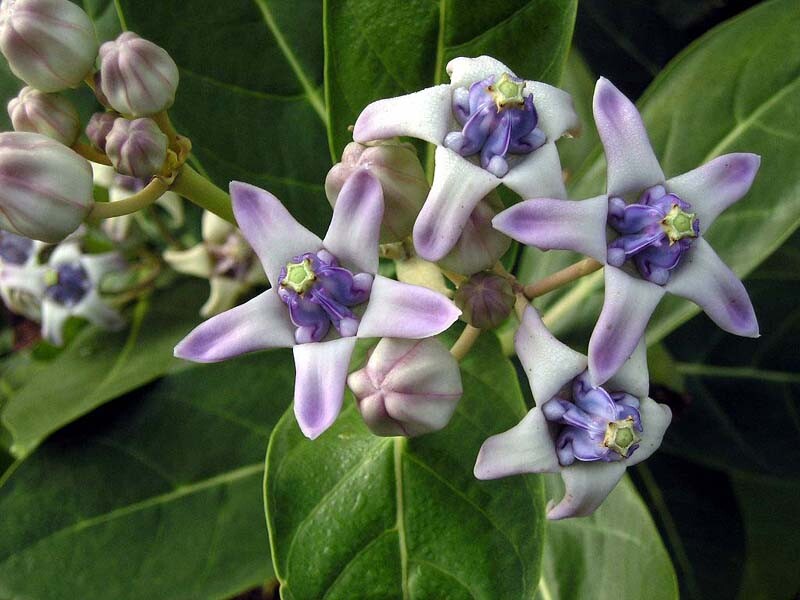 Calotropis Gigantea Shrub 10 Seeds, Giant Milkweed Crown Flower For Butterflies