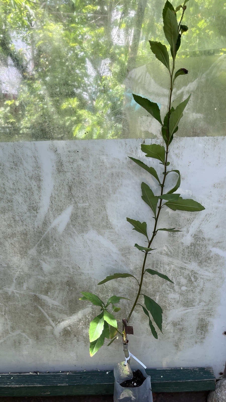 20-24” tall Big Red Mayhaw grafted tree, potted