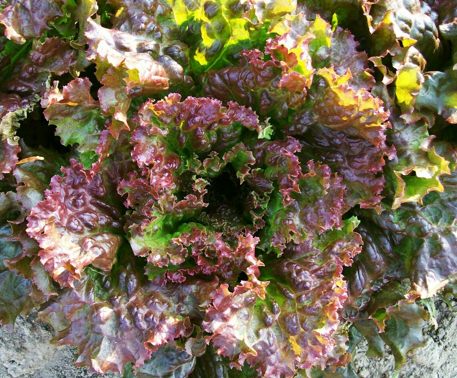 1000+ Lettuce Seeds: Oak Leaf Red, Prizehead, Iceberg, Hanson, Buttercrunch,2024