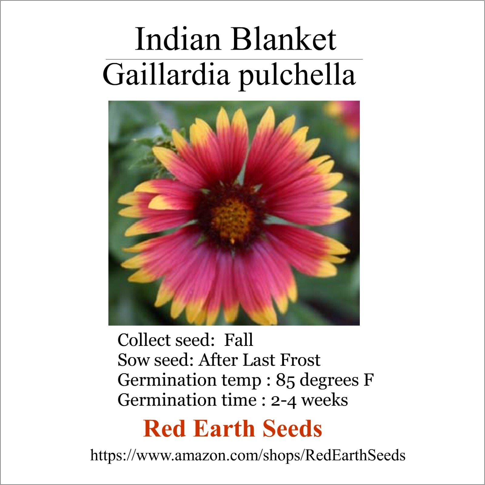 Indian Blanket – 100 seeds – Gaillardia pulchella