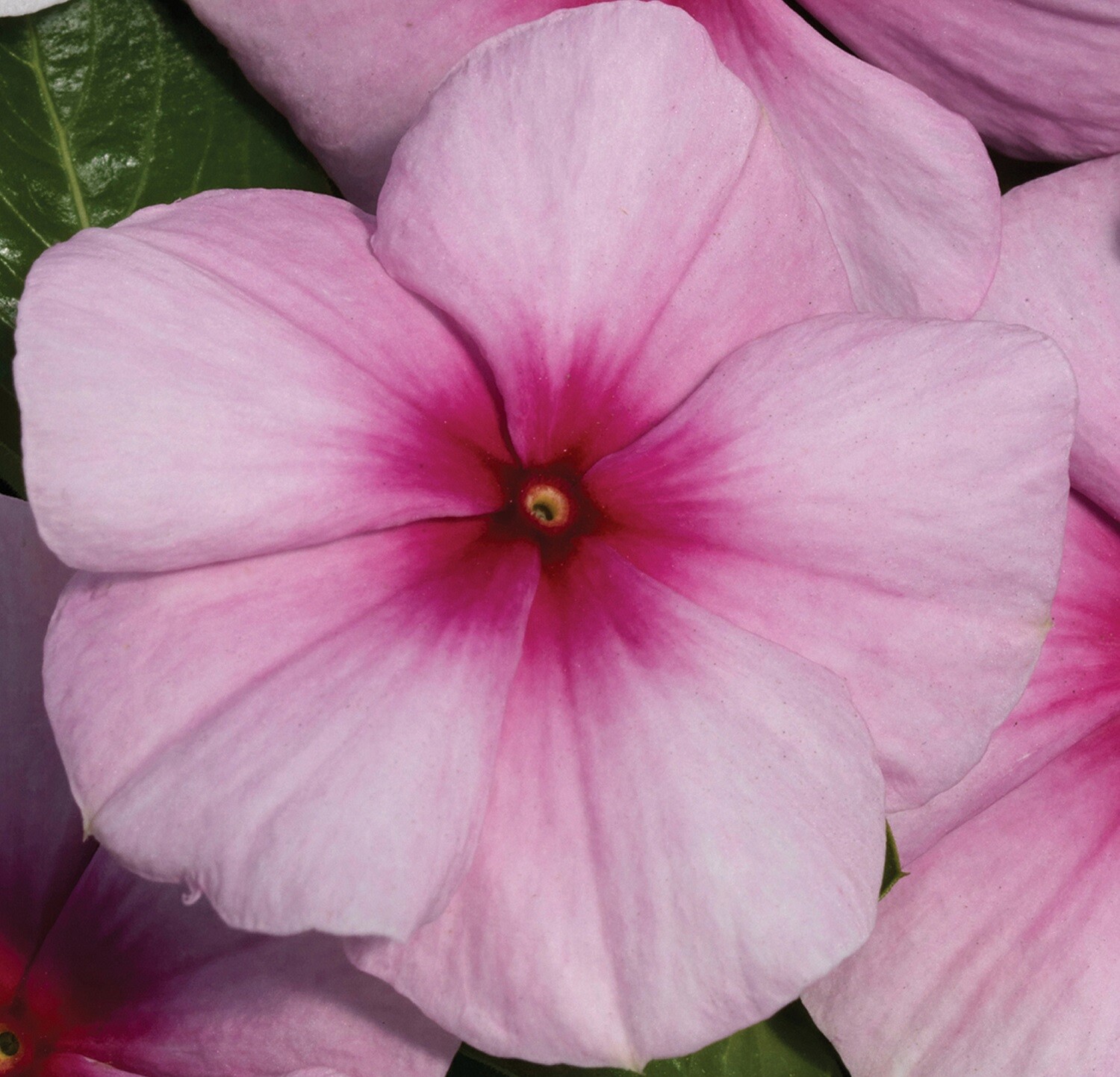 Vinca Vitalia Blush 25 Vinca Seeds Flower Seeds Catharanthus Roseus