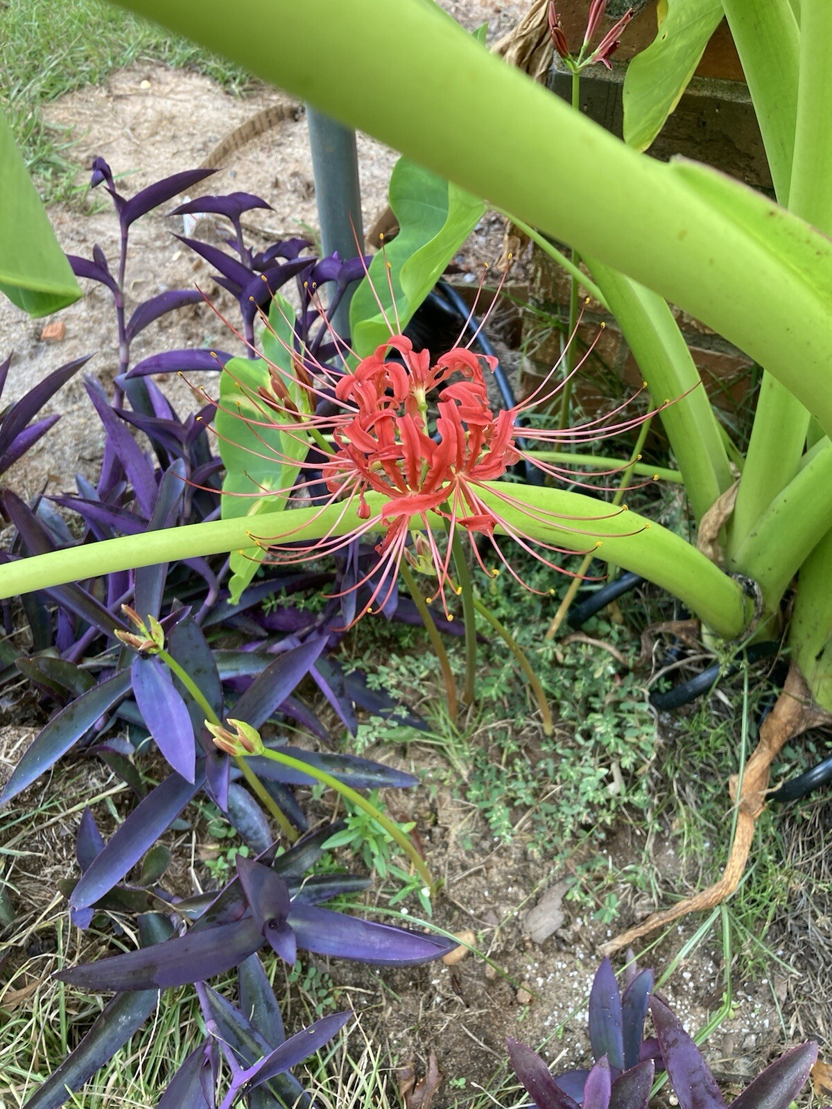 10 LARGE Red Spider Lily Bulbs DUG FRESH UPON PURCHASE Lycoris radiata
