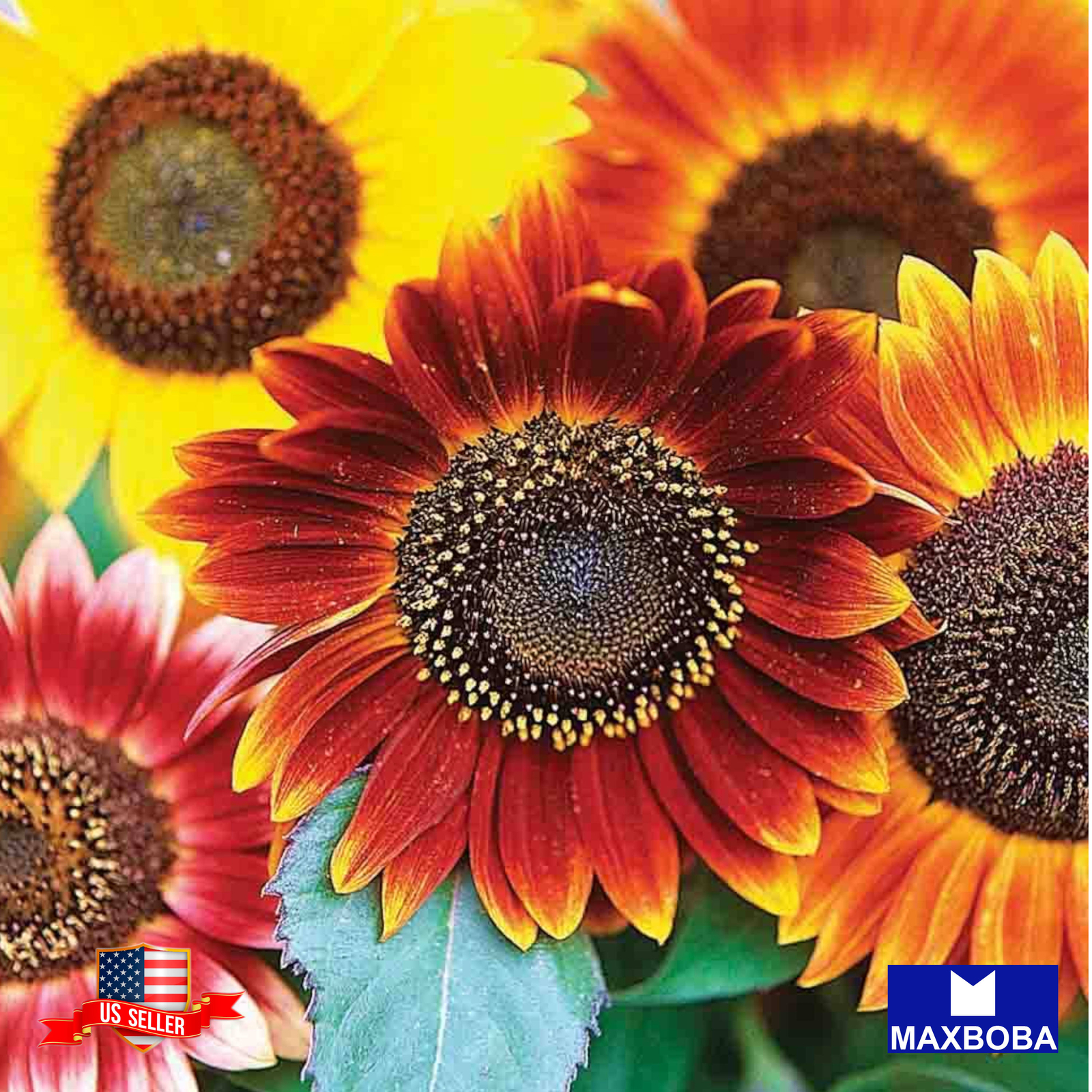 Sunflower 200 Seeds – Autumn Beauty Mix Non-GMO BOGO 50% OFF