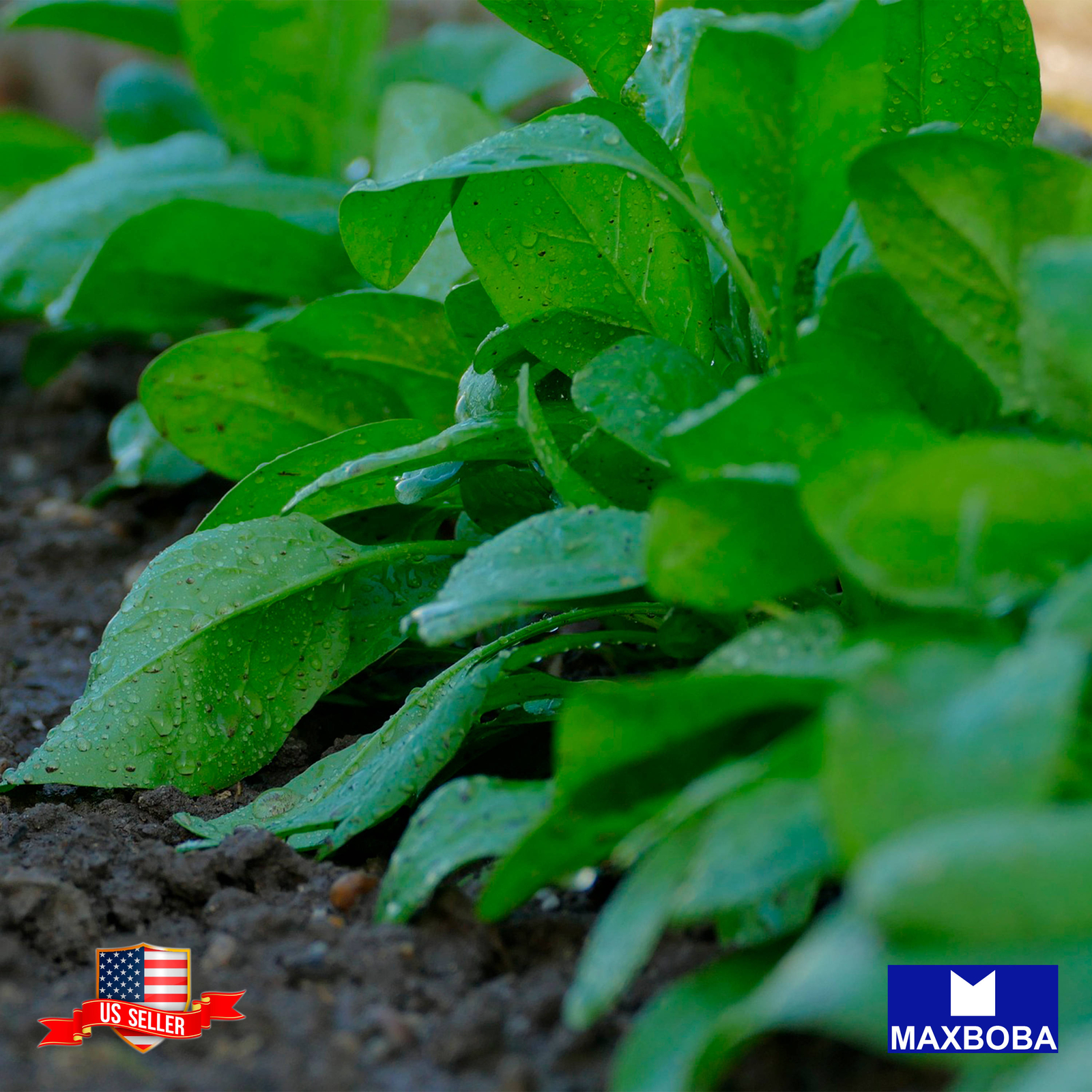 50 New Zealand Spinach Seeds Non-GMO Vegetable Garden BTGO 75% OFF